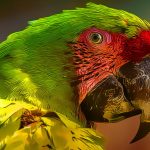 Parrot Bird Puzzle